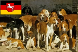 Lees meer over het artikel Grand Anglo-Français fokkers en pups in Nedersaksen