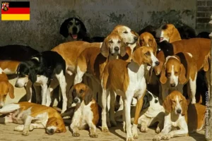 Lees meer over het artikel Grand Anglo-Français fokkers en pups in Rijnland-Palts