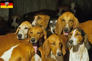 Lees meer over het artikel Grand Anglo-Français fokkers en pups in Saarland