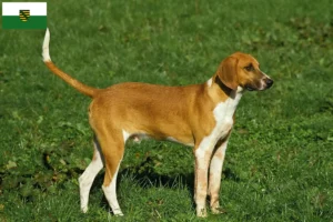 Lees meer over het artikel Grand Anglo-Français fokkers en pups in Saksen
