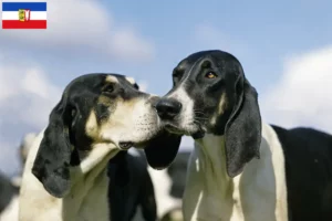 Lees meer over het artikel Grand Anglo-Français fokkers en puppies in Sleeswijk-Holstein