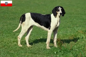Lees meer over het artikel Grand Anglo-Français fokkers en pups in Thüringen