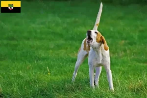 Lees meer over het artikel Grand Anglo-Français fokkers en pups in Saksen-Anhalt
