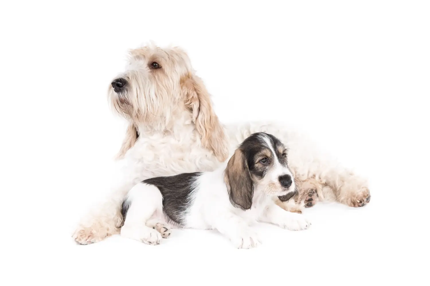 Een Grand Basset Griffon Vendéen puppy kopen betekent verantwoordelijkheid nemen! Grand Basset Griffon Vendéen puppy kopen.