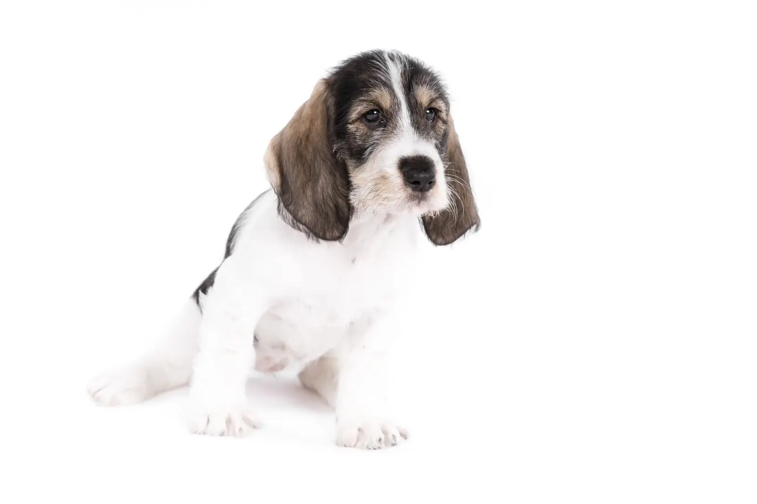 Een Grand Basset Griffon Vendéen puppy kopen betekent verantwoordelijkheid nemen! Grand Basset Griffon Vendéen puppy kopen.