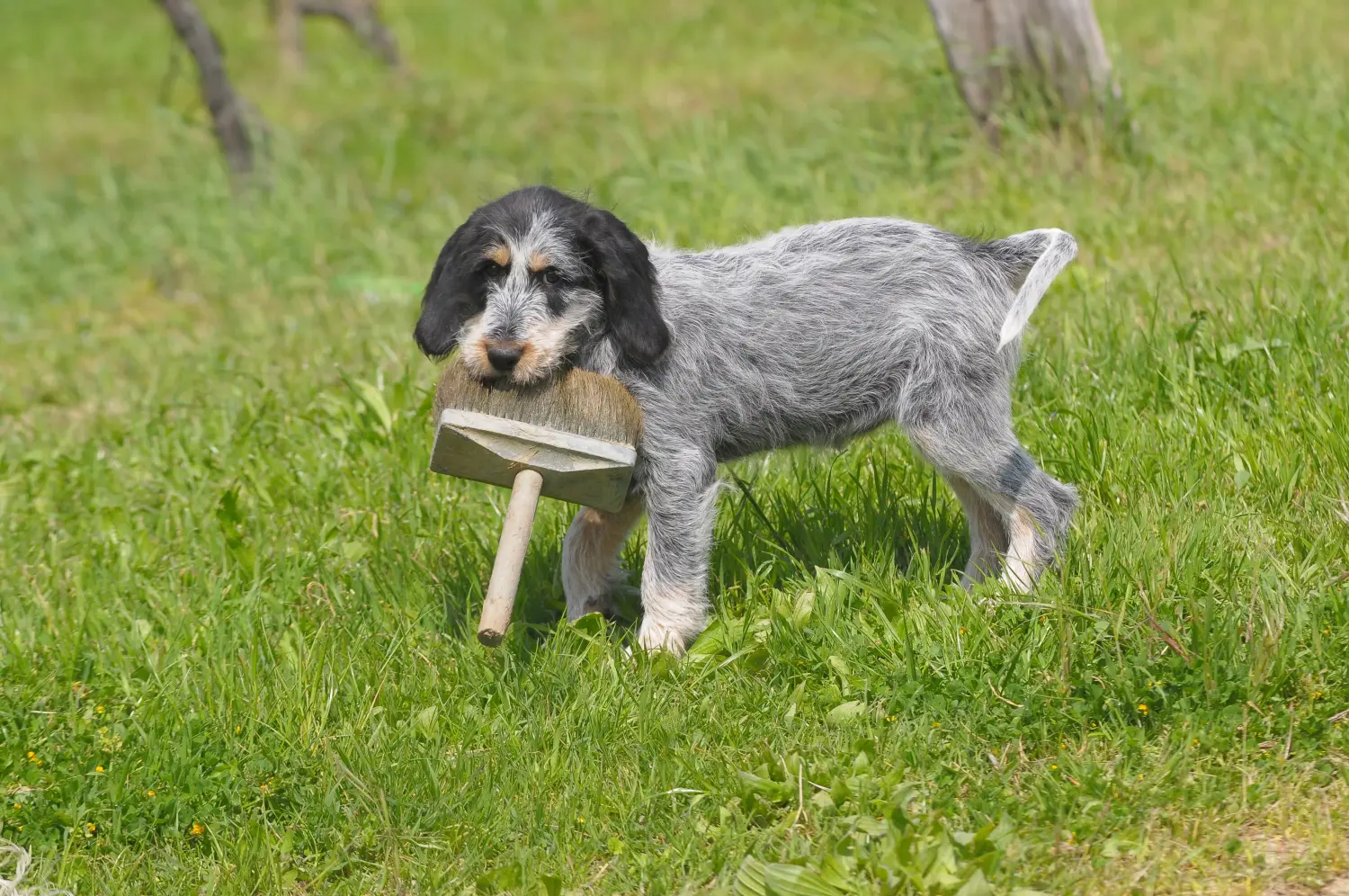 Een Griffon Bleu de Gascogne puppy kopen betekent verantwoordelijkheid nemen! Griffon Bleu de Gascogne puppy kopen.