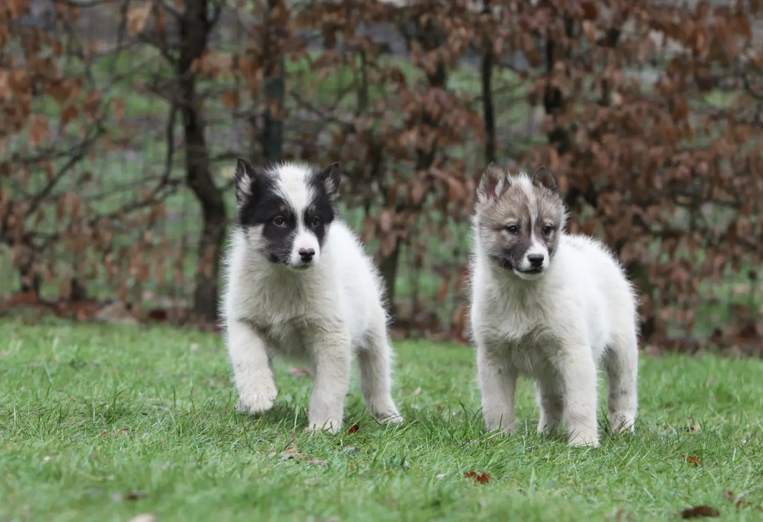 Een Groenlandse hond puppy kopen betekent verantwoordelijkheid nemen! Groenlandse hond puppy's kopen.