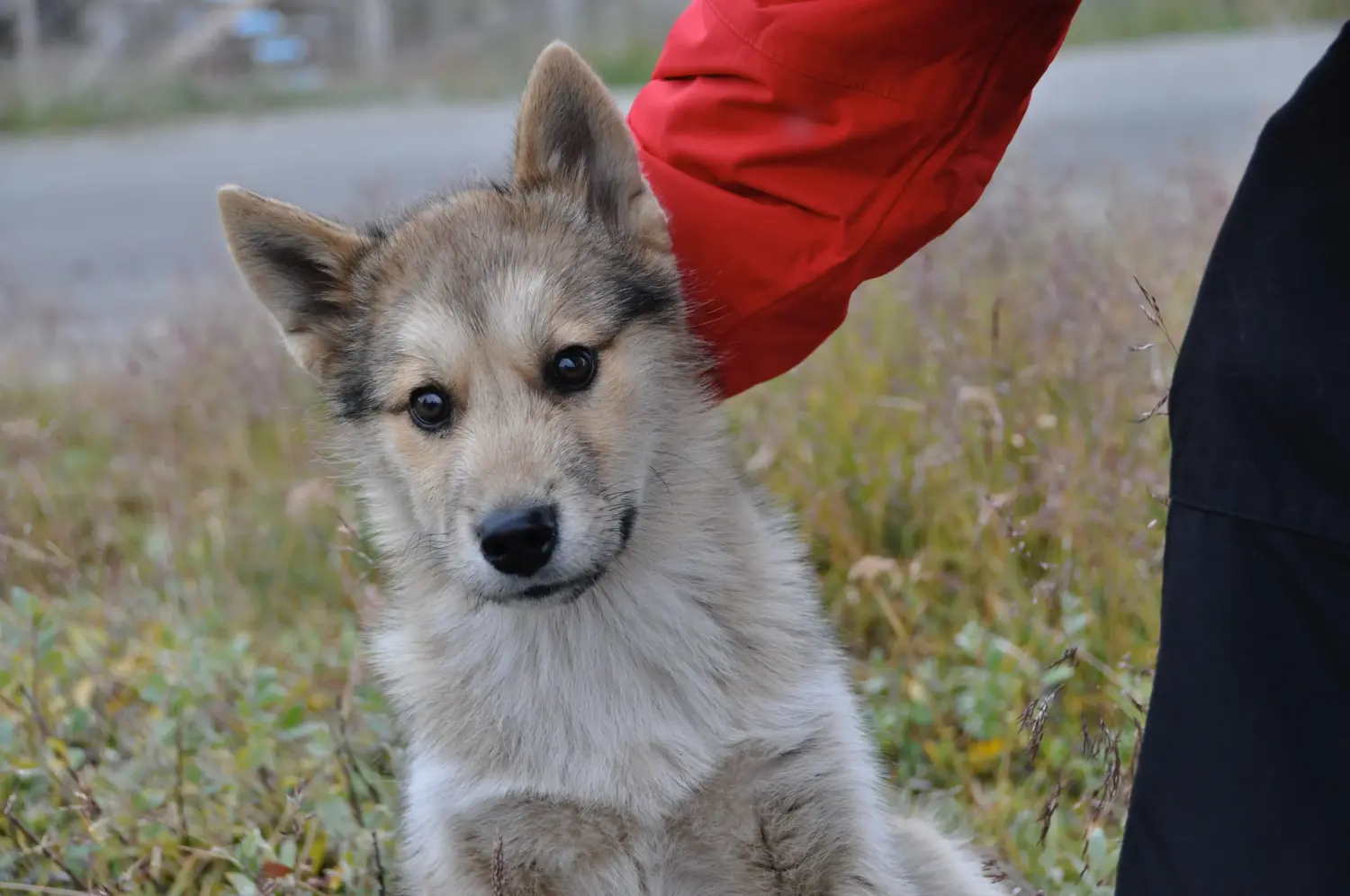 Een Groenlandse hond puppy kopen betekent verantwoordelijkheid nemen! Groenlandse hond puppy's kopen.