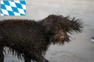 Lees meer over het artikel Ierse Water Spaniel fokkers en pups in Beieren