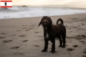 Lees meer over het artikel Ierse Water Spaniel fokkers en pups in Berlijn