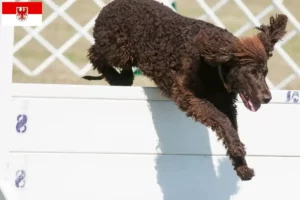 Lees meer over het artikel Ierse Water Spaniel fokkers en pups in Brandenburg