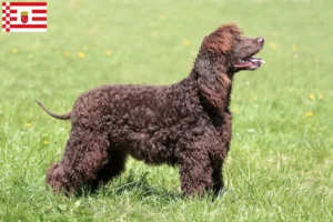 Lees meer over het artikel Ierse Water Spaniel fokkers en pups in Bremen