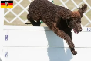 Lees meer over het artikel Ierse Water Spaniel fokkers en pups in Saarland