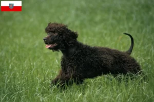 Lees meer over het artikel Ierse Water Spaniel fokkers en pups in Thüringen