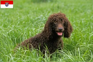 Lees meer over het artikel Ierse Water Spaniel fokkers en pups in Hessen