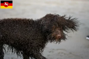 Lees meer over het artikel Ierse Water Spaniel fokkers en pups in Nedersaksen