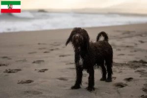 Lees meer over het artikel Ierse Water Spaniel fokkers en pups in Noordrijn-Westfalen