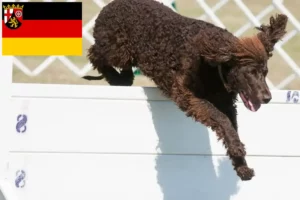 Lees meer over het artikel Ierse Water Spaniel fokkers en pups in Rijnland-Palts