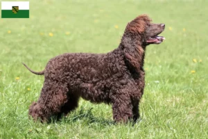 Lees meer over het artikel Ierse Water Spaniel fokkers en pups in Saksen