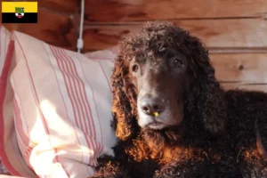 Lees meer over het artikel Ierse Water Spaniel fokkers en pups in Saksen-Anhalt