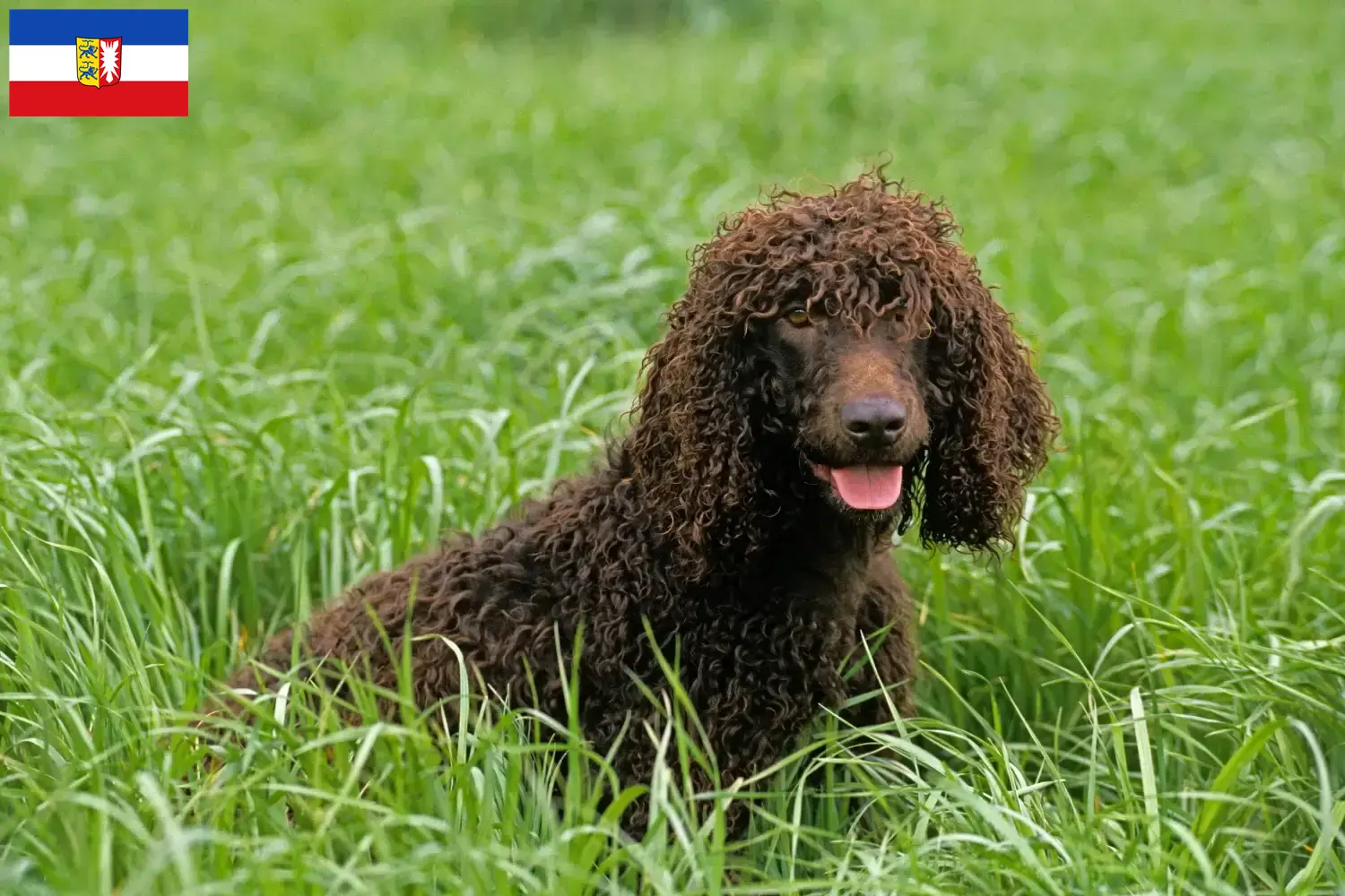 Ierse Water Spaniel puppy's en fokkers Sleeswijk-Holstein Hier vind je Ierse Water Spaniels fokkers in Sleeswijk-Holstein.