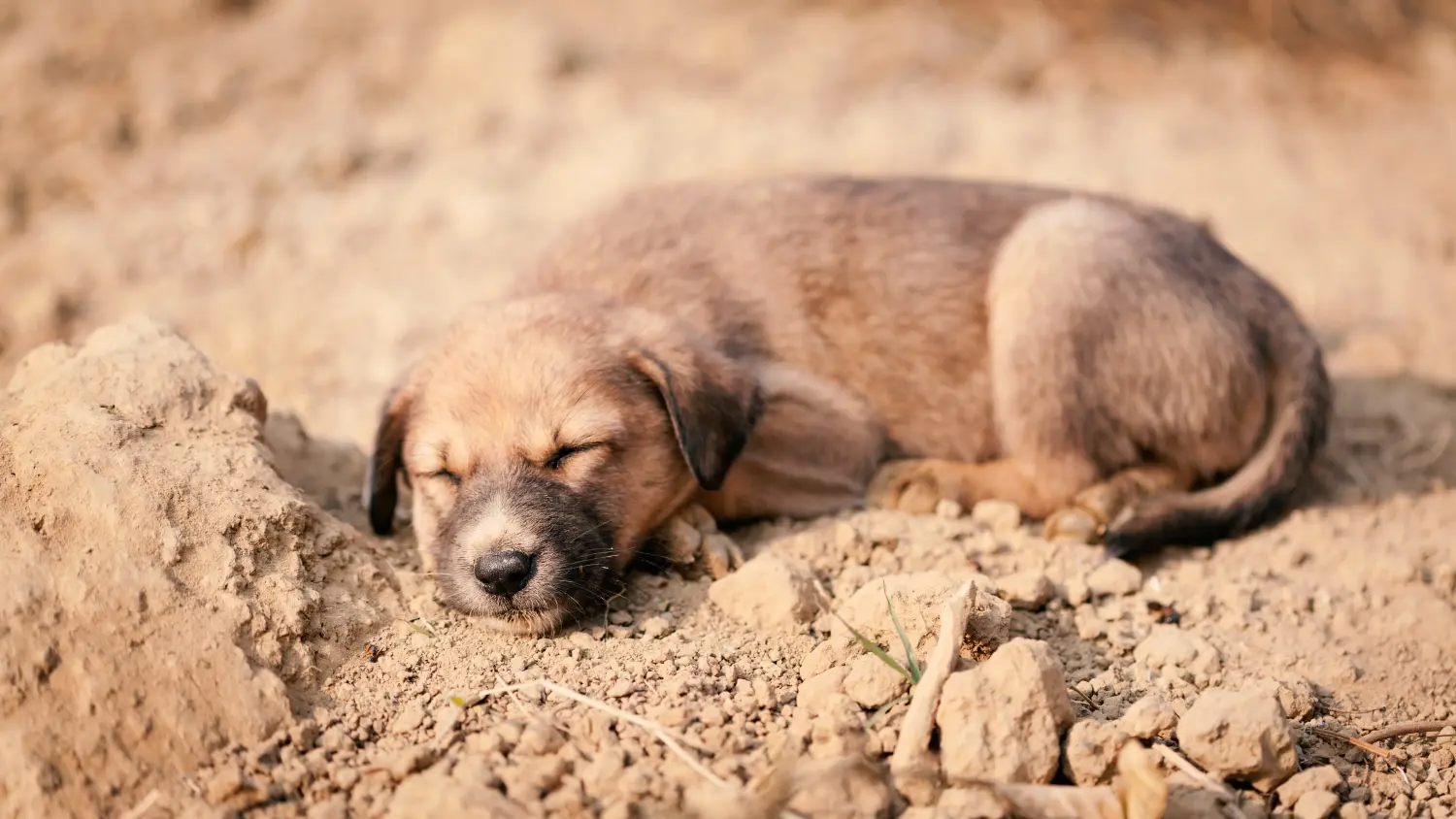 Een Indiase pariahond puppy kopen betekent verantwoordelijkheid nemen! Indiase pariahond puppy's kopen.