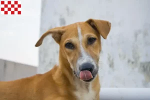 Lees meer over het artikel Indische pariahonden fokkers en pups in Noord-Brabant