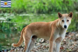 Lees meer over het artikel Indische pariahonden fokker en puppies in Zeeland