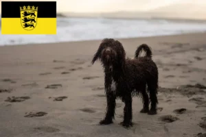 Lees meer over het artikel Ierse Water Spaniel fokkers en pups in Baden-Württemberg