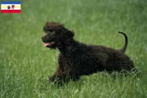 Lees meer over het artikel Ierse Water Spaniel fokkers en pups in Mecklenburg-Vorpommern