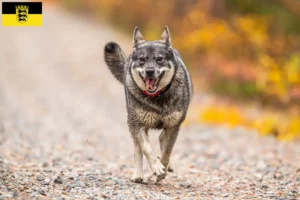 Lees meer over het artikel Jämthund fokkers en pups in Baden-Württemberg