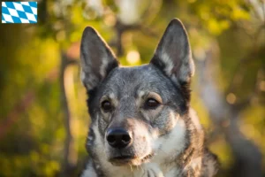 Lees meer over het artikel Jämthund fokkers en pups in Beieren