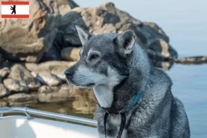 Lees meer over het artikel Jämthund fokkers en pups in Berlijn