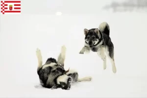 Lees meer over het artikel Jämthund fokkers en pups in Bremen