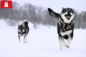 Lees meer over het artikel Jämthund fokkers en pups in Hamburg