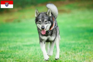 Lees meer over het artikel Jämthund fokkers en pups in Hessen