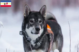 Lees meer over het artikel Jämthund fokkers en pups in Mecklenburg-Vorpommern