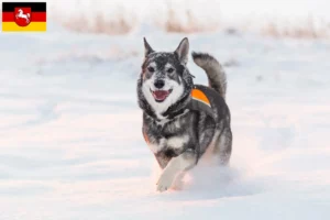 Lees meer over het artikel Jämthund fokkers en pups in Nedersaksen