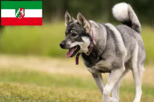 Lees meer over het artikel Jämthund fokkers en pups in Noordrijn-Westfalen