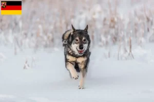 Lees meer over het artikel Jämthund fokkers en pups in Rijnland-Palts