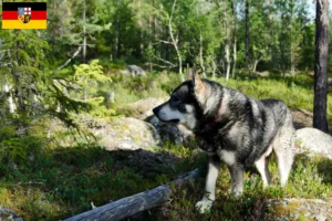 Lees meer over het artikel Jämthund fokkers en pups in Saarland