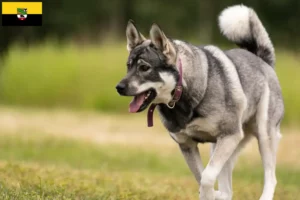 Lees meer over het artikel Jämthund fokkers en pups in Saksen-Anhalt