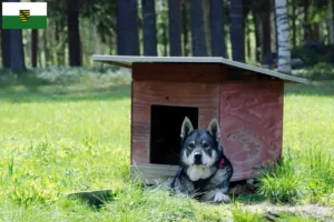 Lees meer over het artikel Jämthund fokkers en pups in Saksen