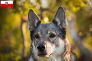 Lees meer over het artikel Jämthund fokkers en pups in Thüringen
