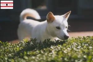 Lees meer over het artikel Kishu fokkers en pups in Drenthe