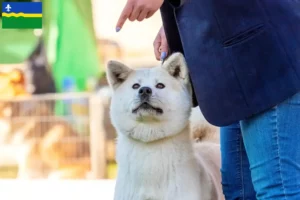 Lees meer over het artikel Kishu fokkers en pups in Flevoland