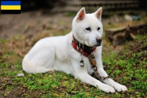 Lees meer over het artikel Kishu fokkers en pups in Gelderland
