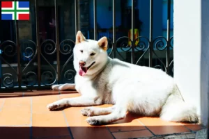 Lees meer over het artikel Kishu fokkers en pups in Groningen