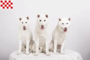 Lees meer over het artikel Kishu fokkers en pups in Noord-Brabant