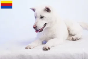 Lees meer over het artikel Kishu fokkers en pups in Noord-Holland